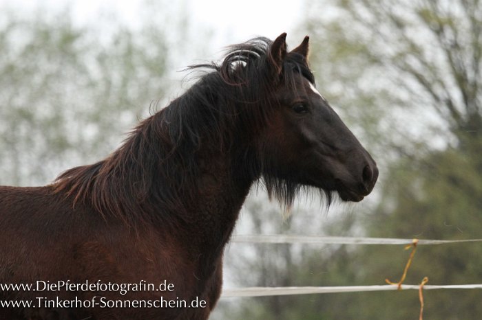 Tinkerhof Sonnenschein -404